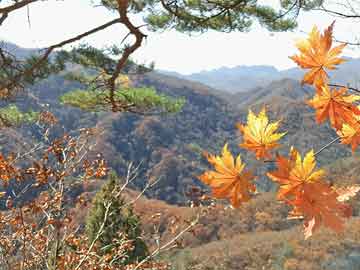 椿树坪村委会发展规划概览，最新发展蓝图揭秘